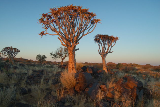 Kokerbomen