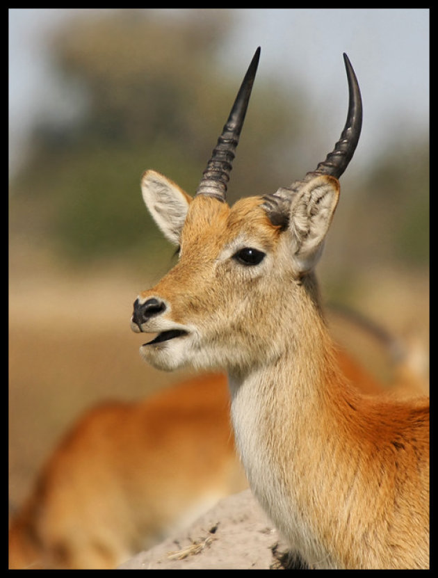 Moerasantilope