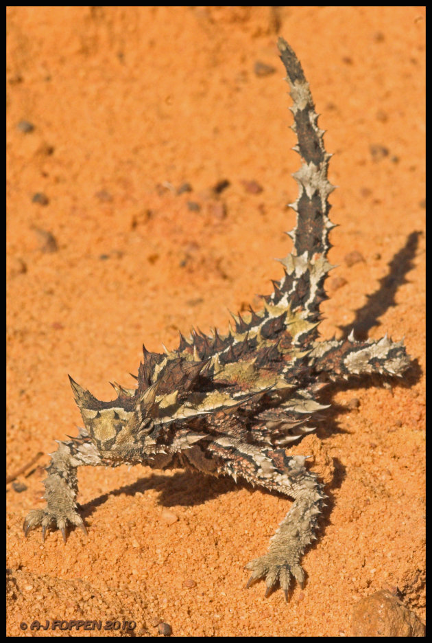 thorny devil