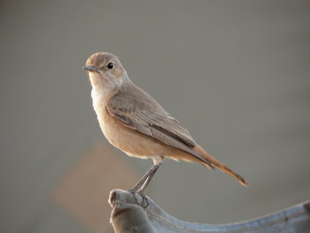 Speels vogeltje