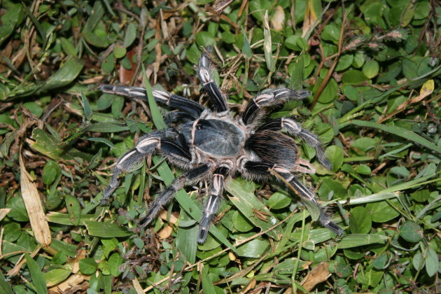 Tarantula