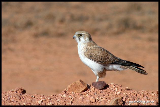 australian kestrel