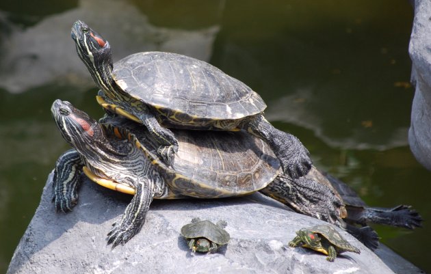 sik sik schildpadden