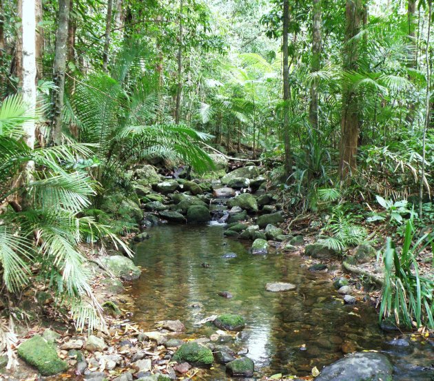 Daintree NP