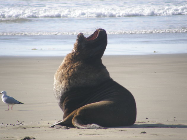 Zeeleeuw in de Catlins