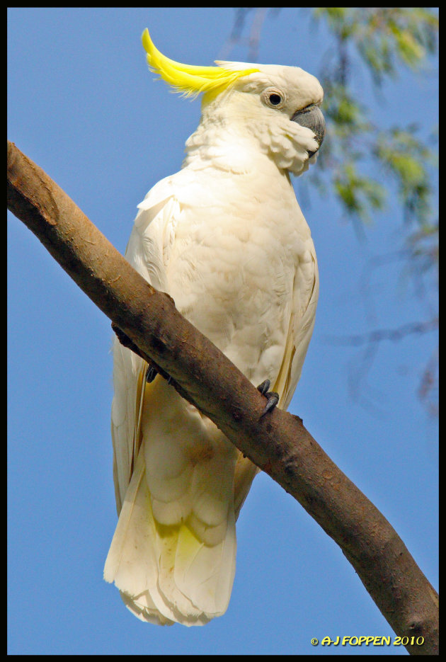 cocky cockatoo