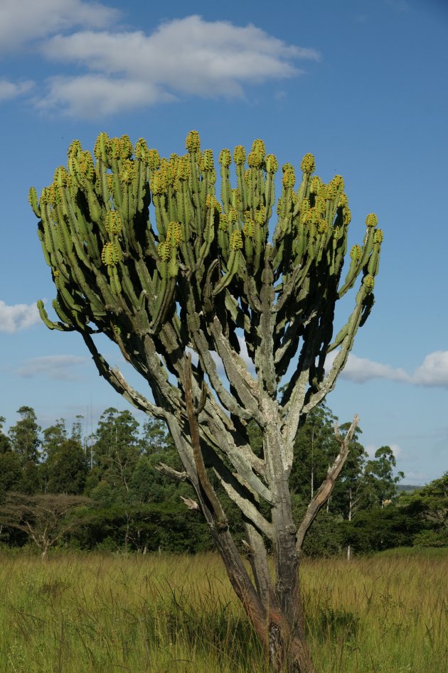 Euphorbia