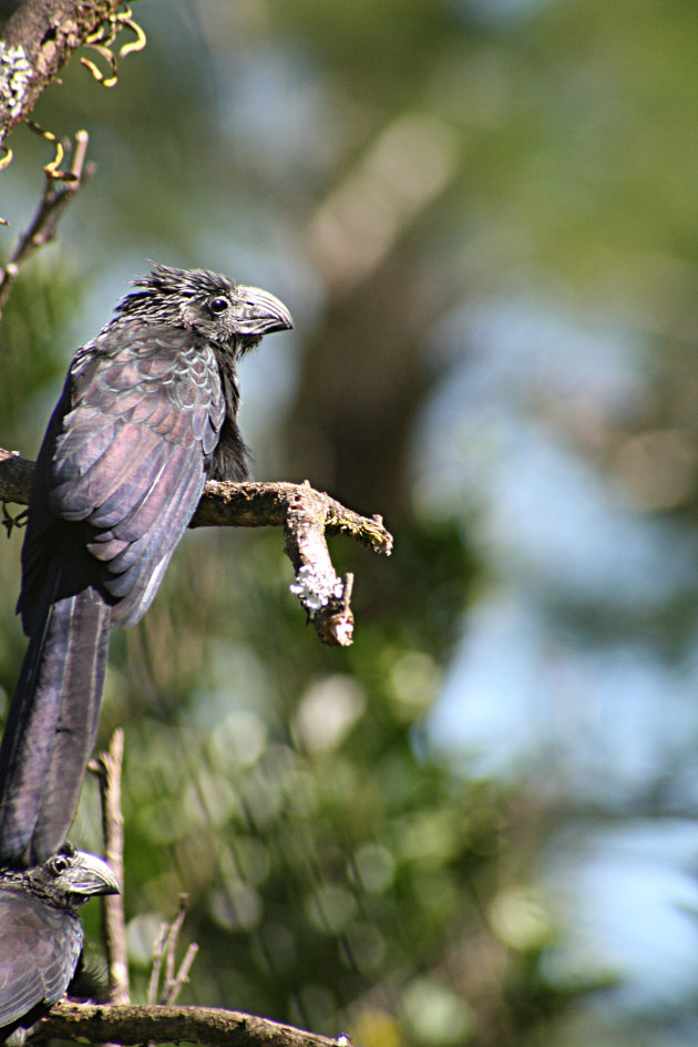 Groove-billed Ani