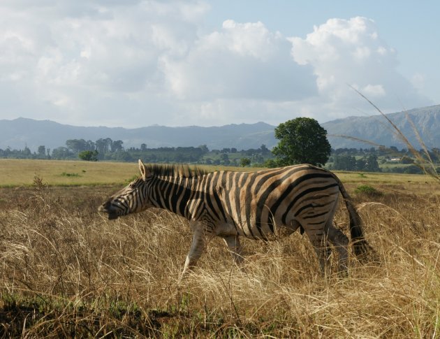 Briesende zebra