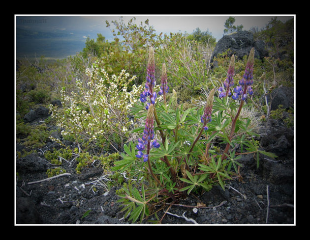 lava lupinen