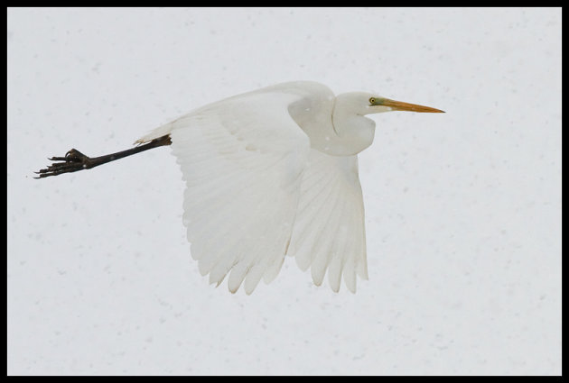 Flying in the snow