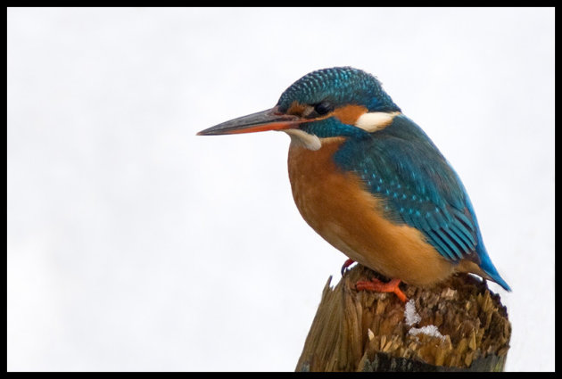 Ons IJsvogeltje