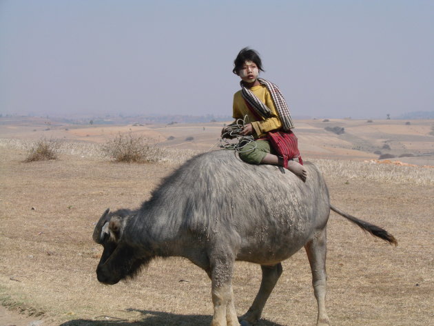 Meisje op Buffel