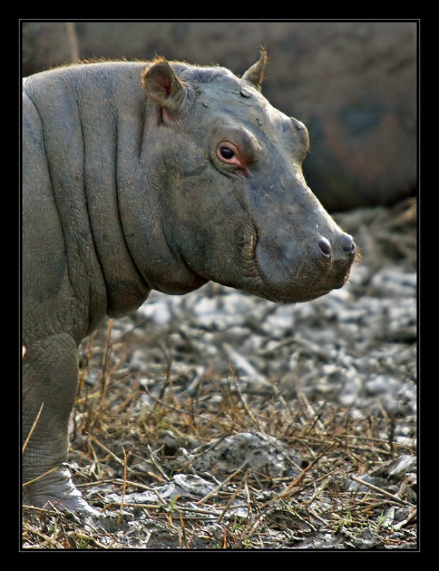 Hippo-baby