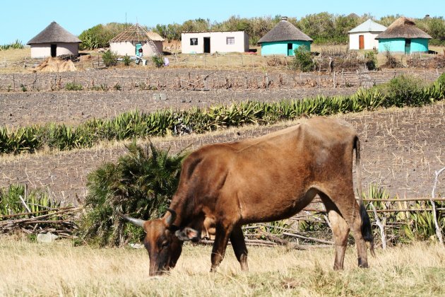 Platteland