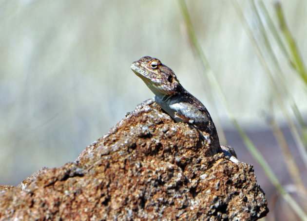 Agama bij Keetmanshoop