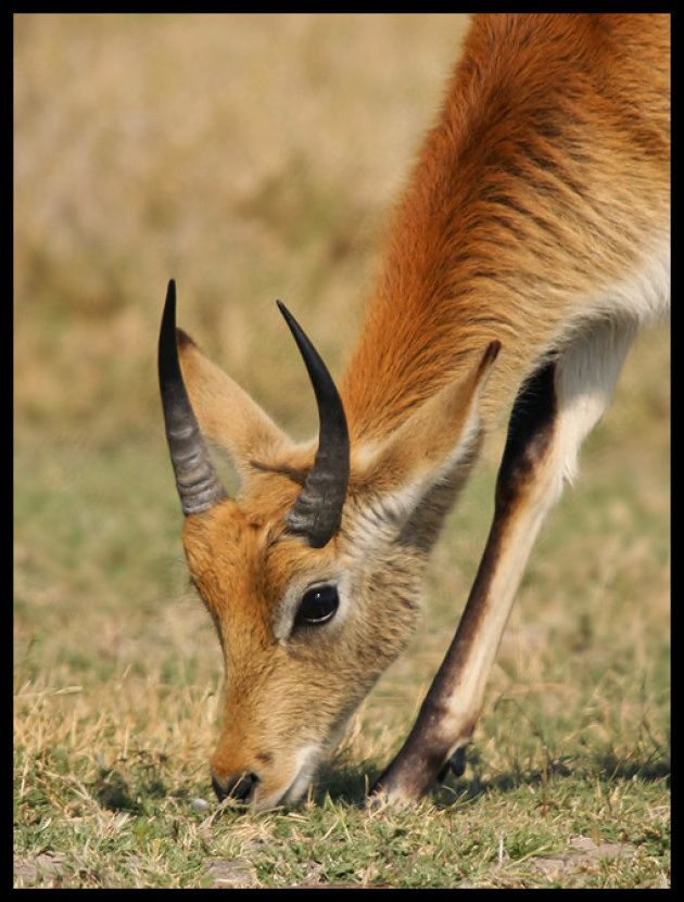 Lechwe