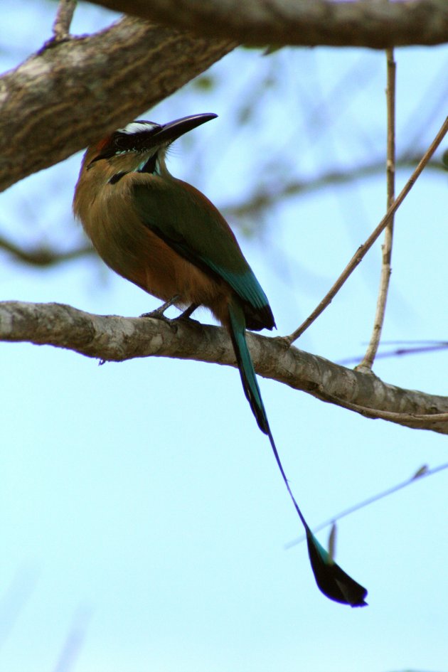 Turquoise-browed Motmot