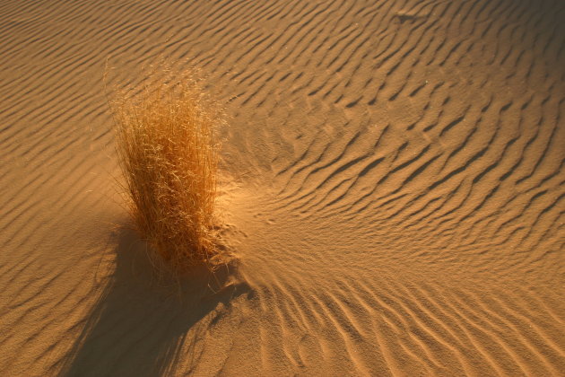 Lonely Grass