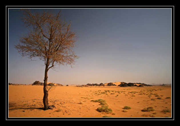 Een boom in de woestijn!