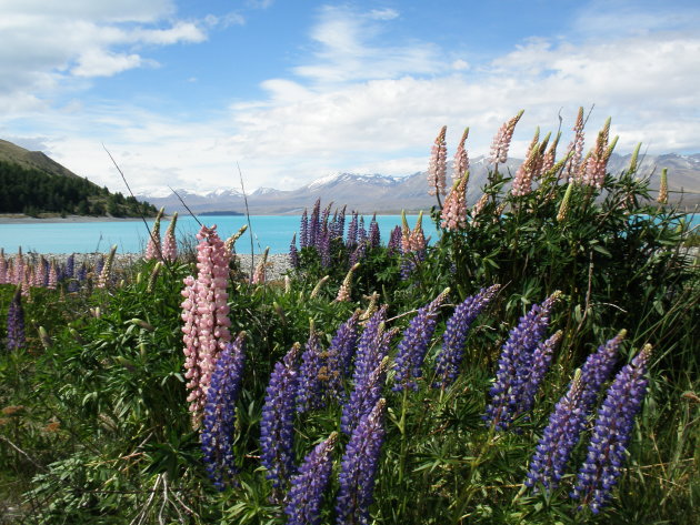 Lake Tekapo