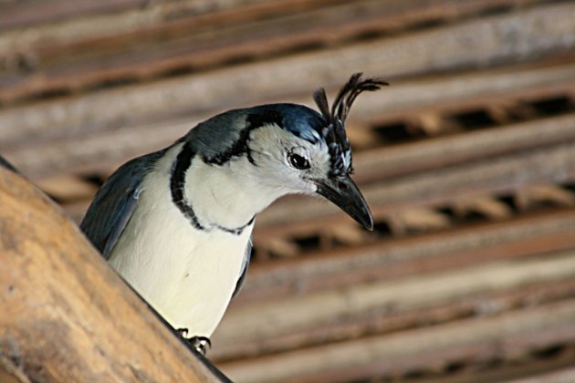 vreemde vogel