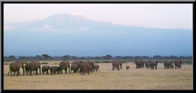 Kudde olifanten met de kilimanjaro op de achtergrond.