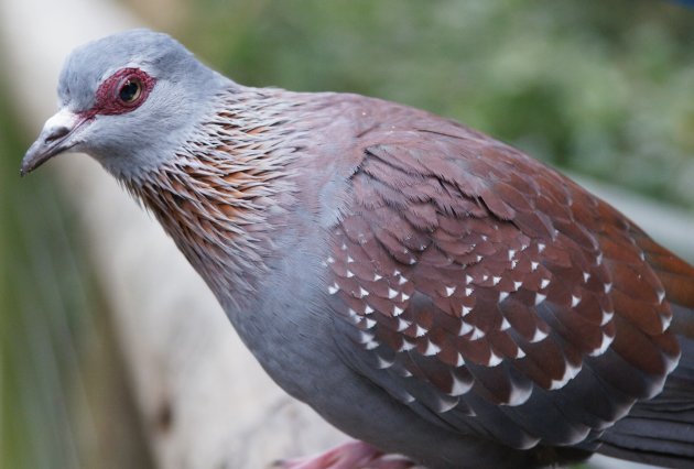 Speckled Rock Pigeon