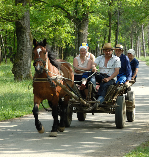 peerd en wagen