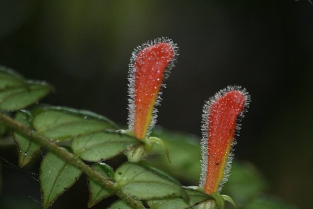 Kleverige bloem Monteverde