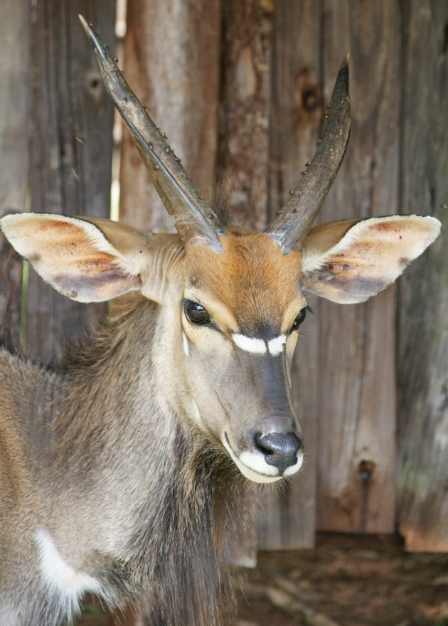 Nyala