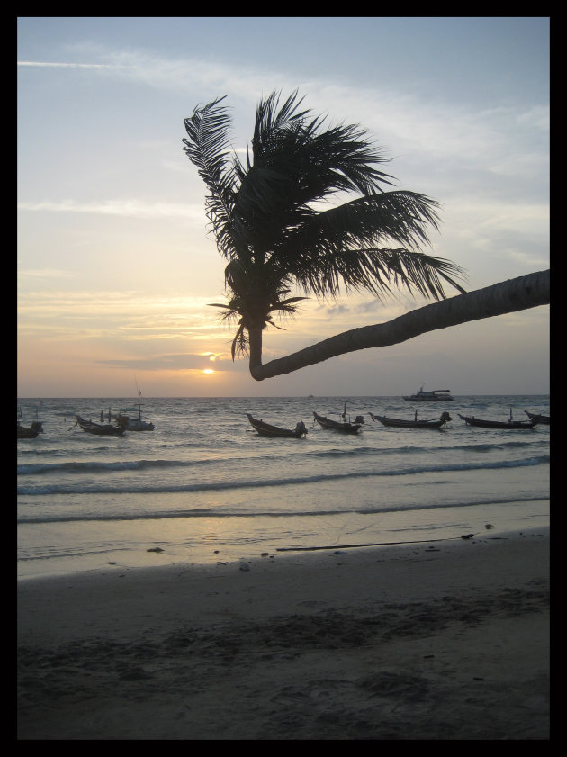 Ko Tao Magic Tree