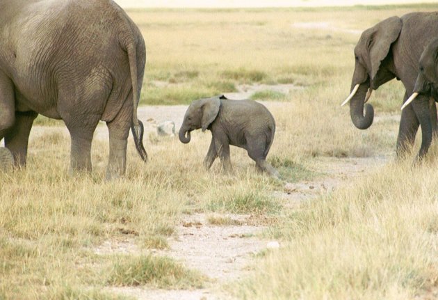 Stevig door stappen voor jonge olifant....