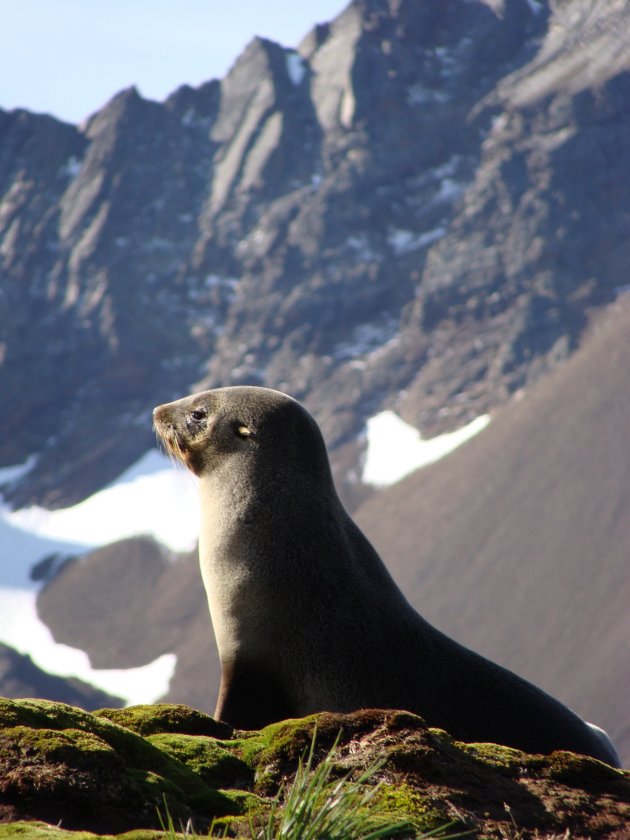 zeehond