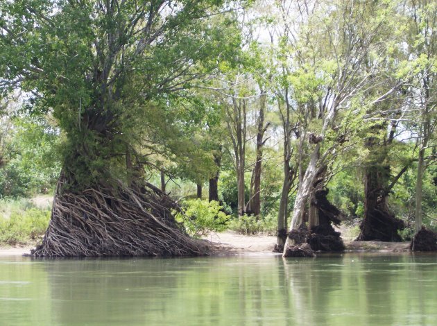 mangrove bomen