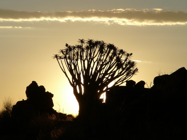 Kokerboom bij zonsondergang