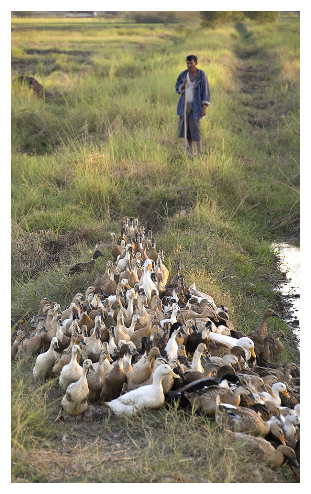 The Duck farmer