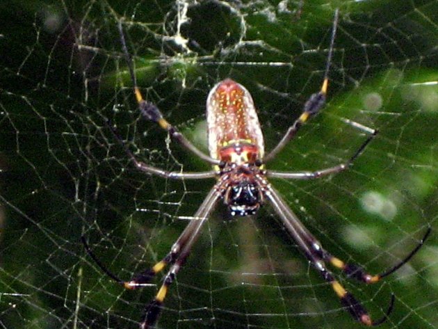 Lekker spinnetje.