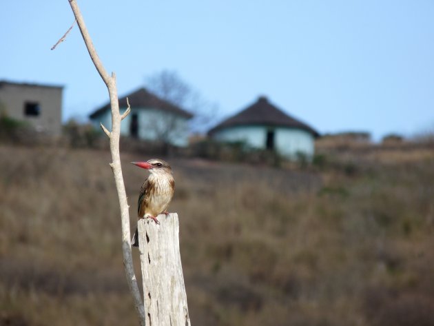 Ijsvogel