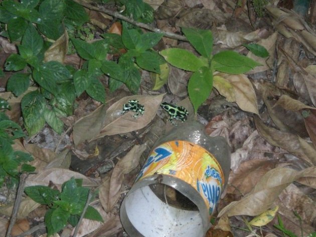 Groene auratus ( Green poison arrow frog )