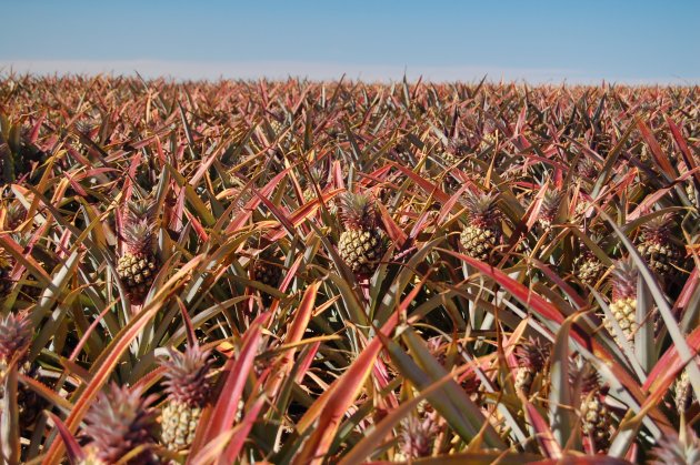 Cactus of Ananas?