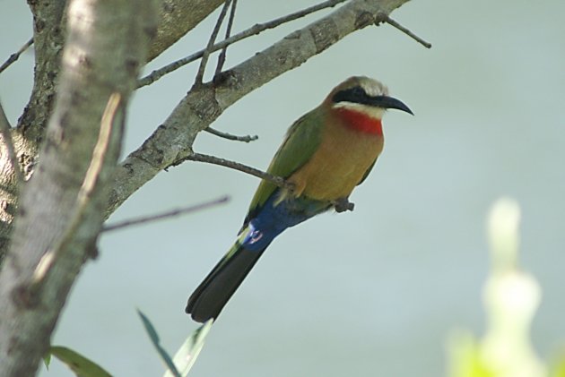 White-fronted bee-eater