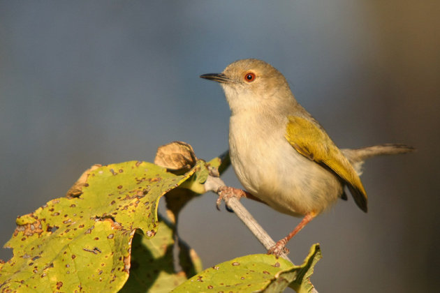 Mekkercamaroptera