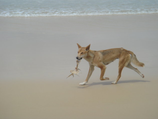 dingo