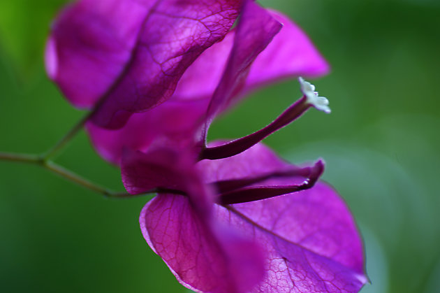 Bougainvillea