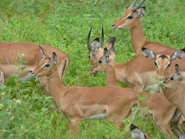 Impala's