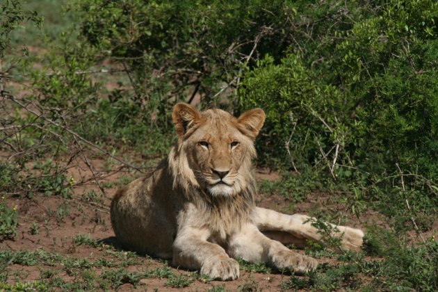 Leeuw in Hluhluwe-Imfolzi N.P.