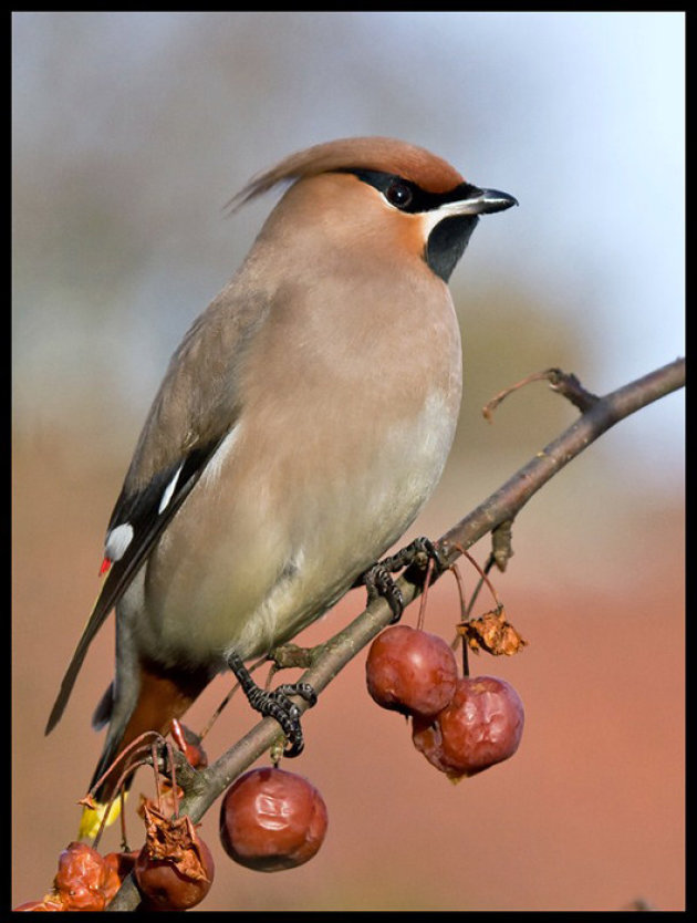 Prachtvogel