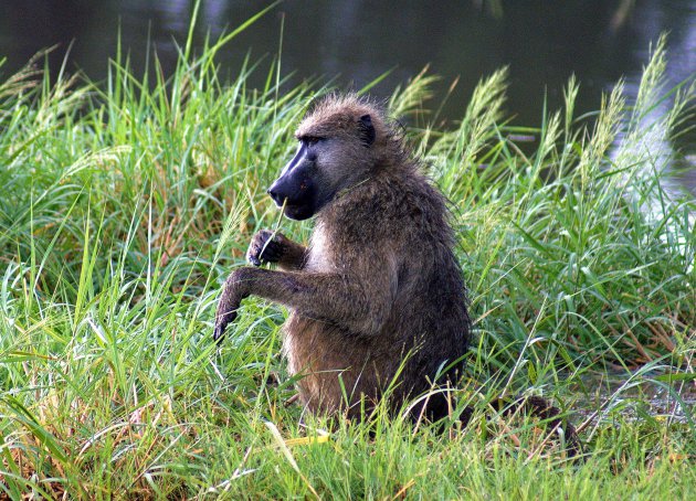 Prachtige dieren!