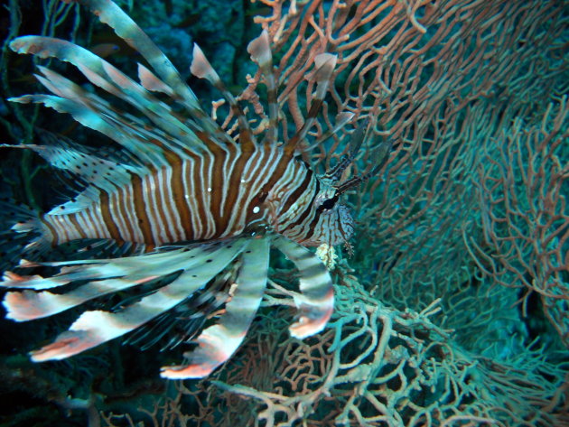 Lionfish